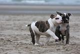 BOULEDOGUE AMERICAIN 242